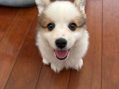 -康爱犬猫诊所·牙专科·骨外科·影像内科(丰宁店)