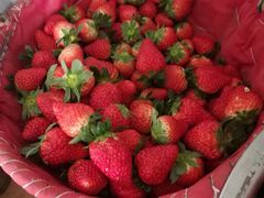 -胜丰草莓采摘园