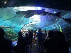 -瑞普利水族馆