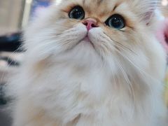 -momokira米努特·德文卷毛猫·棉花面纱犬