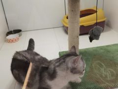 -1013 PET SHOP精品宠物商店(丁香店)