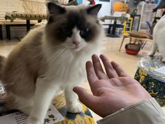 -平行世界·猫咖(首经贸店)