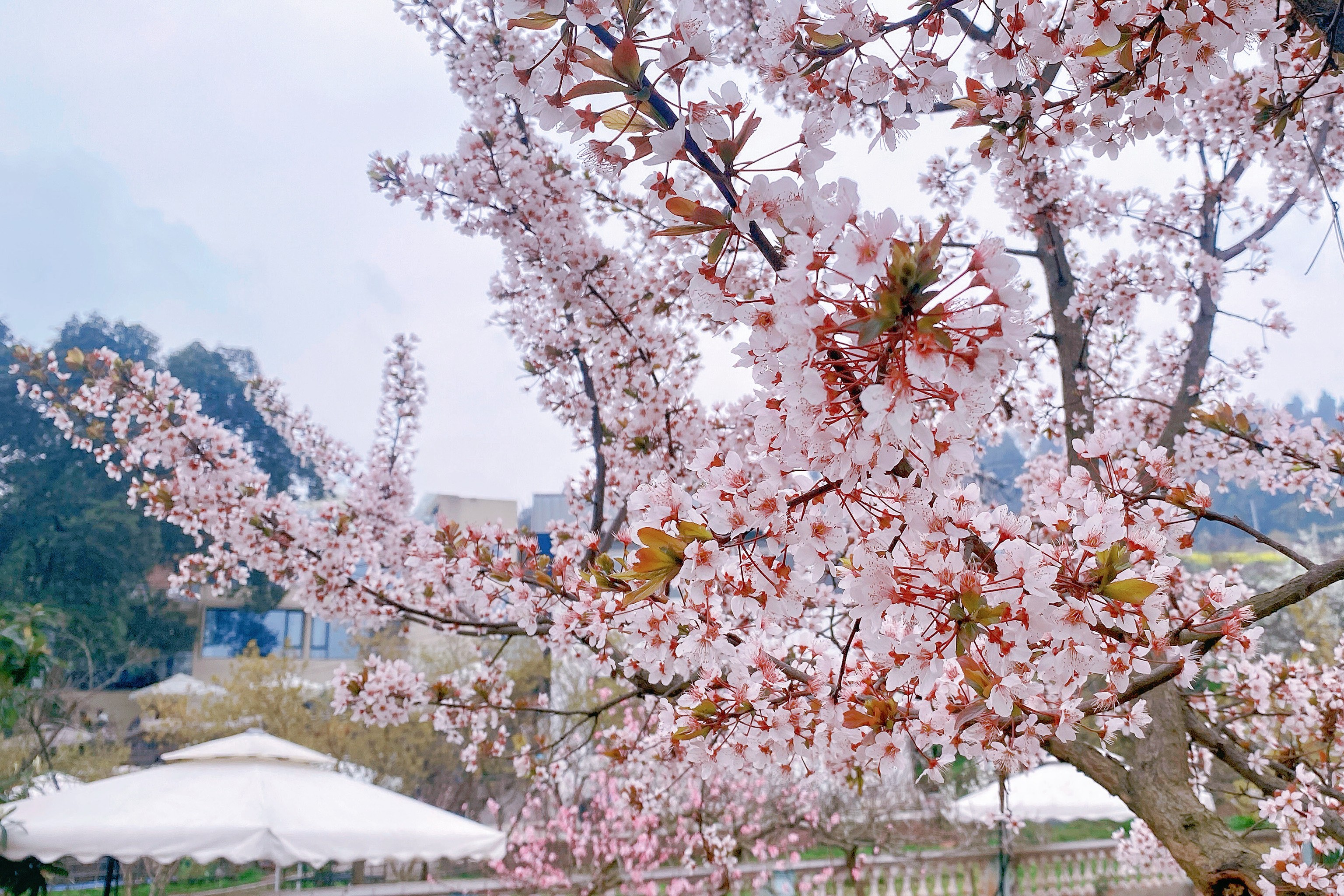 龙泉桃花沟图片