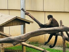 -合肥野生动物园