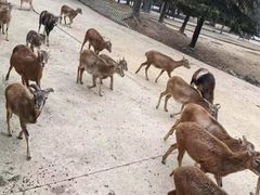 -常州淹城野生动物世界
