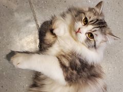 -飞行喵MR PILOT|猫舍·猫咖(静安大融城店)