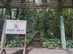 -西双版纳原始森林公园