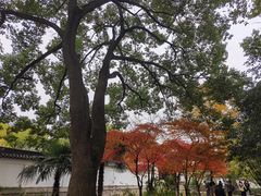 -秋霞圃