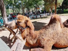 -北京野生动物园