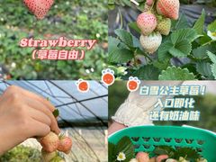 -昌平兴寿秀秀草莓采摘园