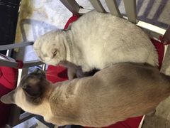 -MIKAKU(万达广场上海宝山店)