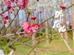 -东湖磨山景区