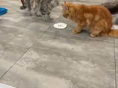 -楼上猫咖(罗湖店)