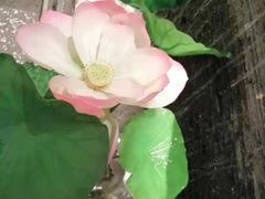 景观位-大榕树下顺德菜(融创茂店)