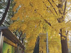 -三里屯东五街银杏大道