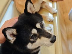 -柴の食堂·日式家庭料理·熊之肆(大学路店)