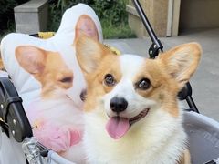 -萌宠之家·腊肠犬·马尔泰·小体犬舍