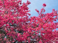 -莲花山公园