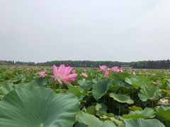 -洪湖生态旅游区