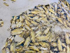 -集品鲜湾·蒸汽海鲜自助料理(青岛银座和谐广场店)