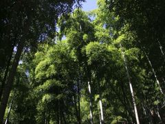 竹海-藏龙百瀑风景区