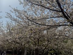 -高东镇樱花园