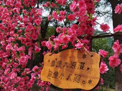 -北京凤凰岭