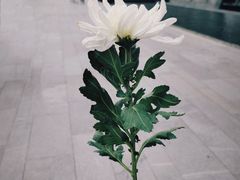 -侵华日军南京大屠杀遇难同胞纪念馆-停车场