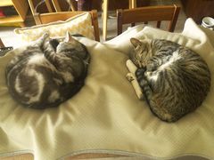 -海边的猫和咖啡馆