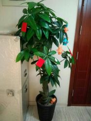 -净妍美肌专业净毛嫩肤连锁机构