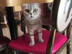 -猫咪咖啡店(新城大街店)