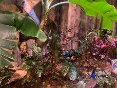 -正佳雨林生态植物园