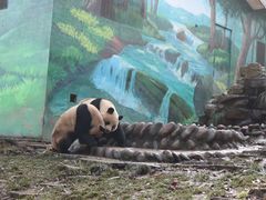 -中国大熊猫保护研究中心雅安碧峰峡基地