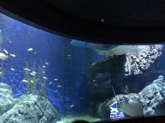 -暹罗海洋世界