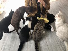 -喵屿·大理花园猫咖