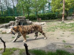 -上海野生动物园老虎餐厅