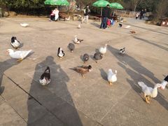 -喜茶(永旺梦乐城店)