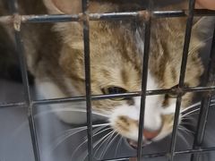 -瑞派动物医院·猫专科·至诚(江南中分院)