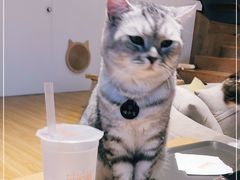 -啵啵喵·猫咖(攀华国际店)