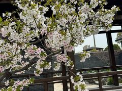 -菊园百果园