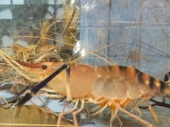 -四季海鲜酒楼·粤菜·早茶·宴会(南山中心区店)