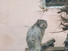 -青藏高原野生动物园