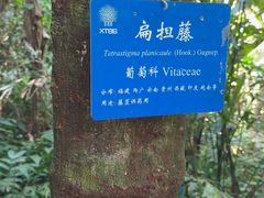 -中国科学院西双版纳热带植物园