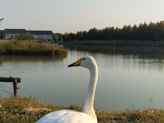 -盐城丹顶鹤湿地生态旅游区