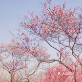地理位置： 南京梅花山 就在紫金山上 整个紫金山景点