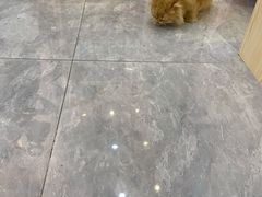 -爪爪喵星球·猫舍(前海卓越店)