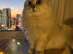 -猫大福·Fortune Cat猫舍(百子湾店)
