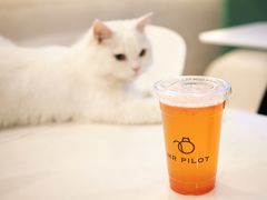 -飞行喵MR PILOT|猫舍·猫咖(静安大融城店)