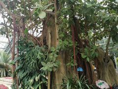 -南山植物园