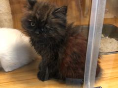 -袖虎宠物·金渐层缅因猫舍(灵芝店)